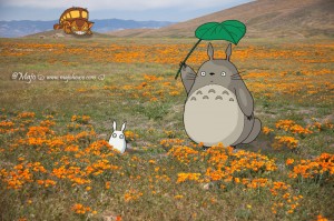 antelope_valley_poppy_reserve_00_totoro